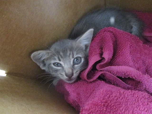 Sweety - Domestic Short Hair