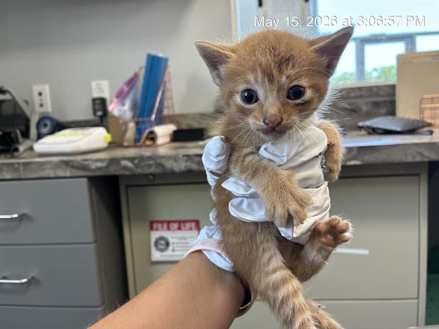 Charles - Domestic Short Hair