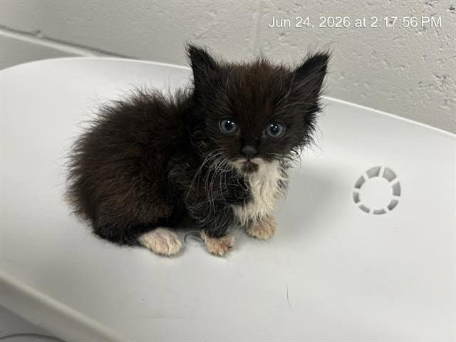 Unknown - Domestic Medium Hair