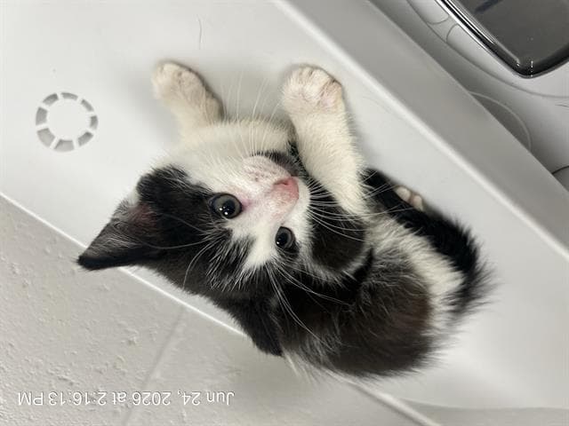 Unknown - Domestic Short Hair