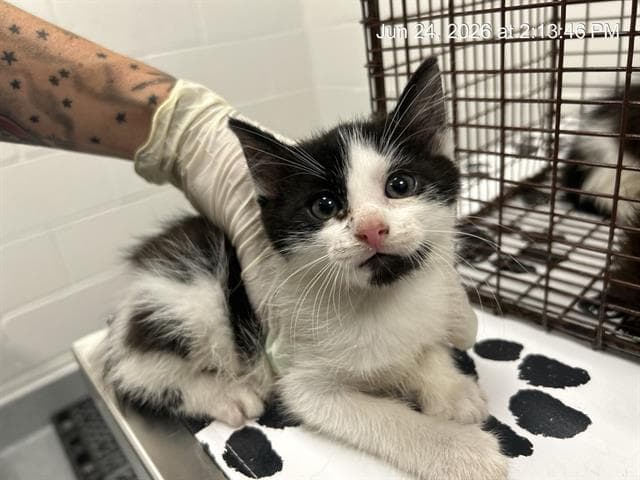 Unknown - Domestic Short Hair