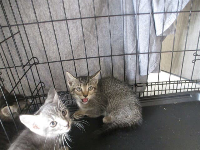 Unknown - Domestic Short Hair