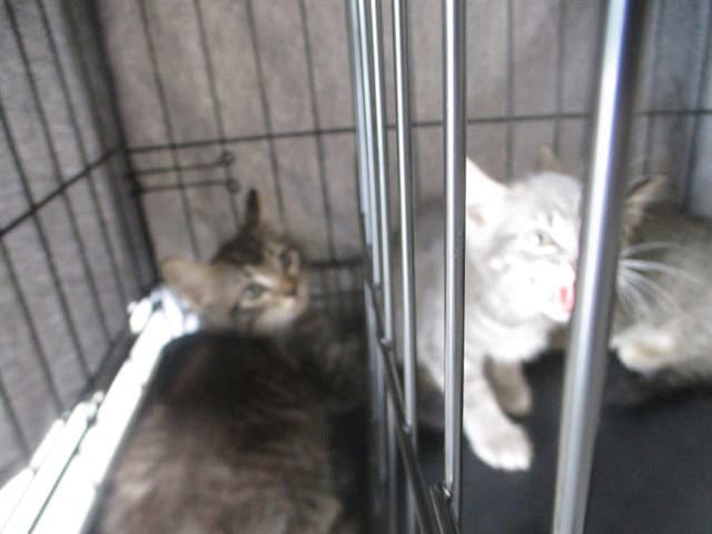Unknown - Domestic Short Hair