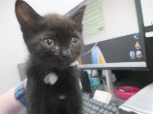 Unknown - Domestic Short Hair