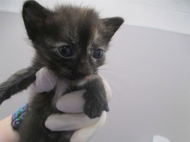 Unknown - Domestic Short Hair