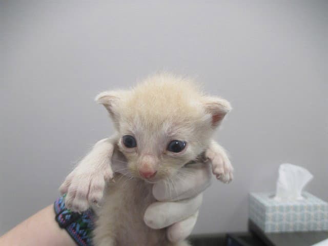 Unknown - Domestic Short Hair