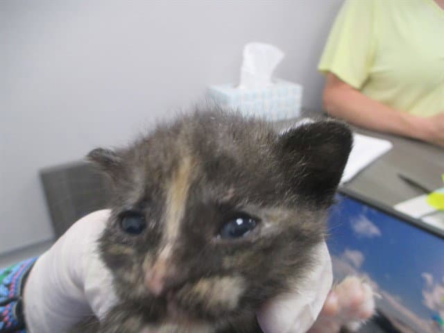 Unknown - Domestic Short Hair