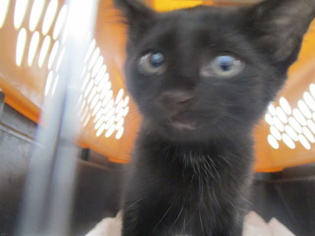 Unknown - Domestic Short Hair