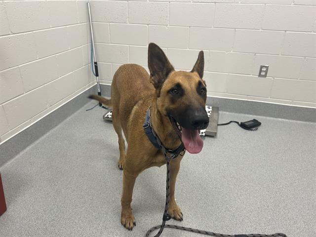 Rex - Belgian Shepherd Malinois