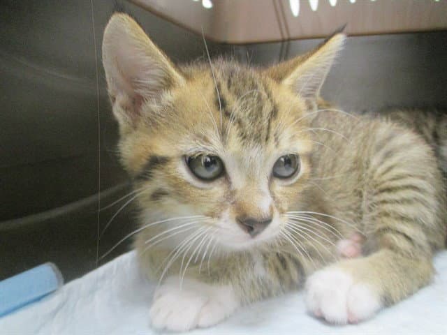 Barney - Domestic Short Hair