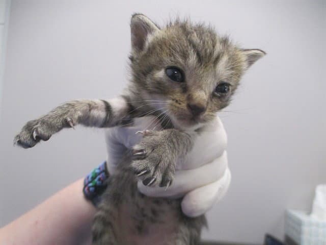 Unknown - Domestic Short Hair