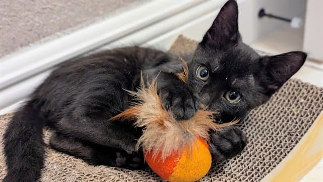 Nyx - Domestic Short Hair