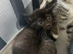 Minky image 1