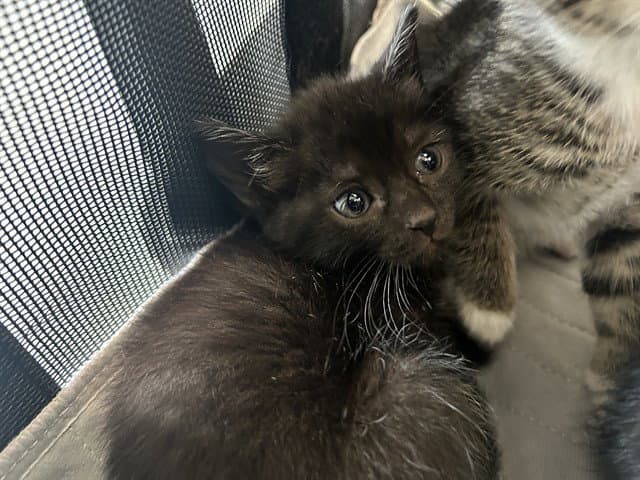 Minky - Domestic Short Hair