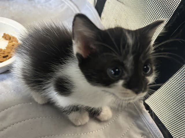 Yin Yang - Domestic Short Hair