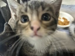 Maggie May image 1