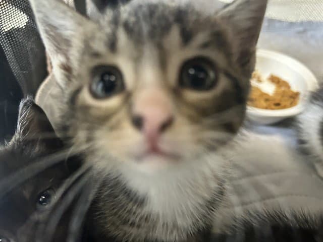 Maggie May - Domestic Short Hair