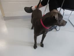 Nellie image 1