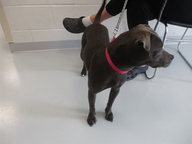 Nellie - Bull Terrier