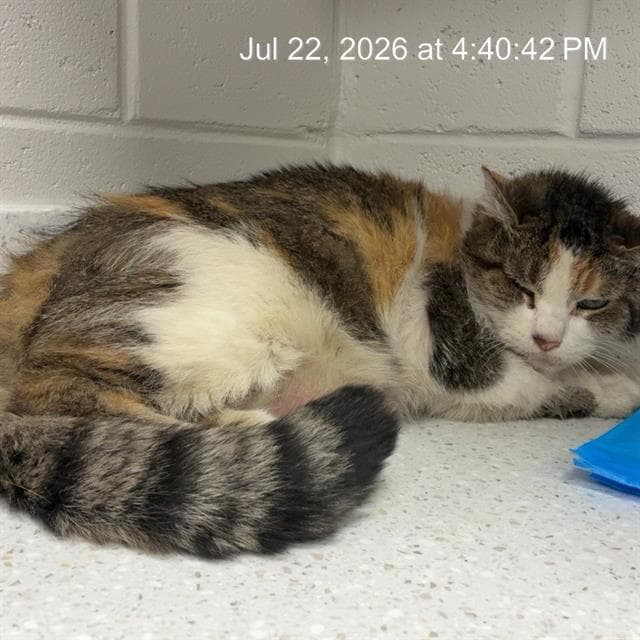 Misty - Domestic Short Hair