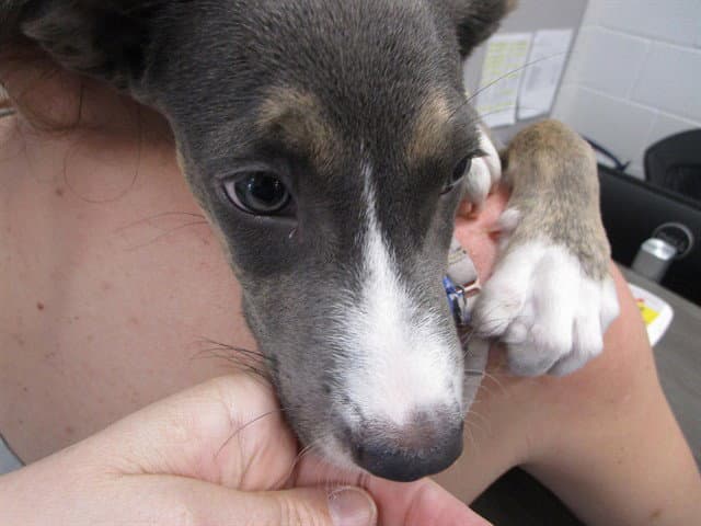 Scooter - American Pit Bull Terrier