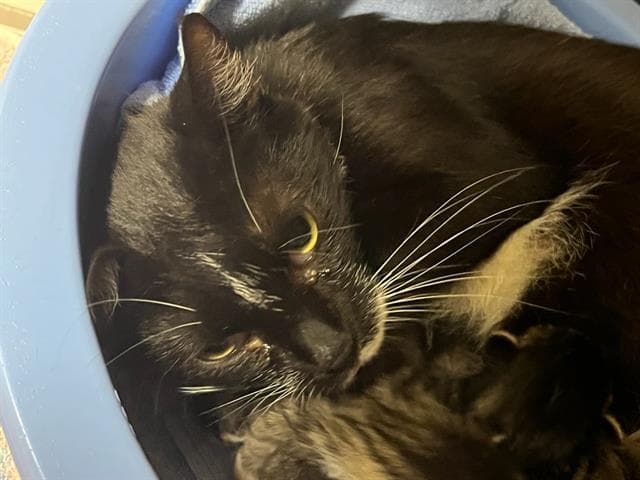 Unknown - Domestic Short Hair
