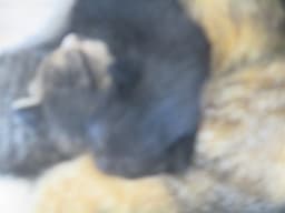 Yam image 1