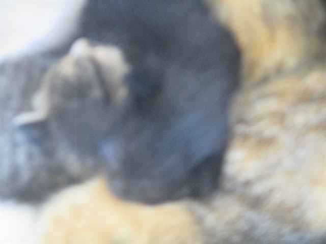 Yam - Domestic Short Hair