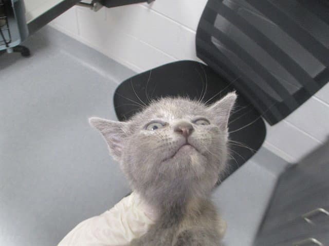 Zebra - Domestic Short Hair