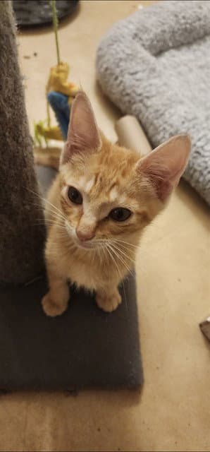 Nibbler - Domestic Short Hair