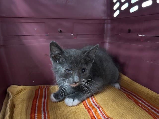 Hugo - Domestic Short Hair