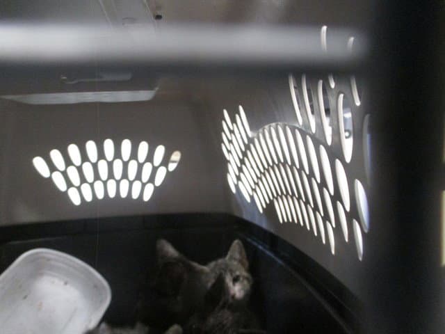 Unknown - Domestic Short Hair