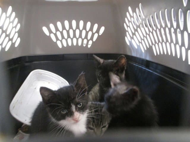 Unknown - Domestic Short Hair