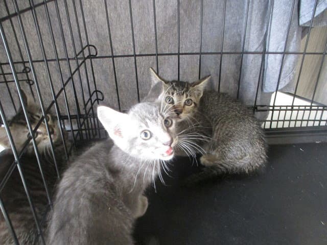 Sally - Domestic Short Hair