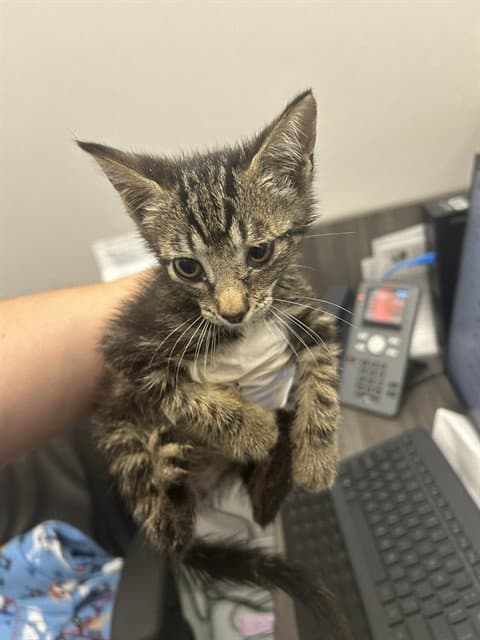 Strawberry - Domestic Short Hair