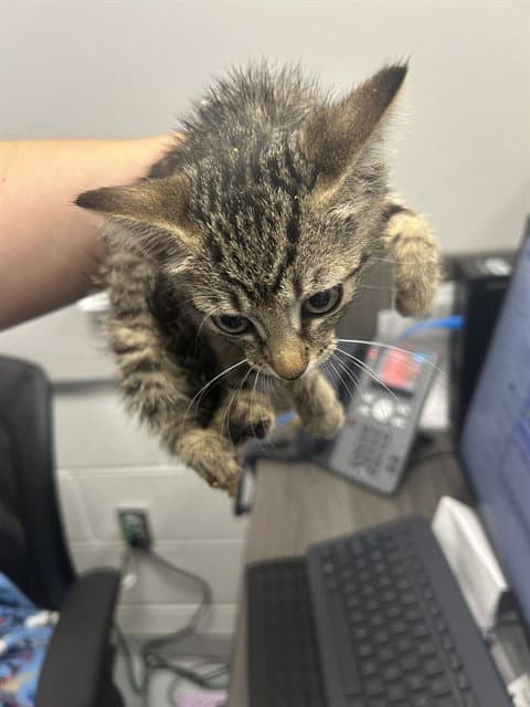 Blueberry - Domestic Short Hair