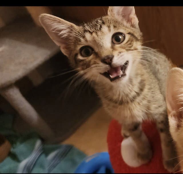 Leila - Domestic Short Hair