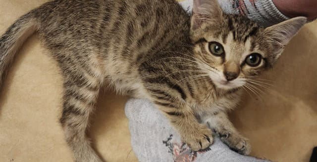 Fry - Domestic Short Hair
