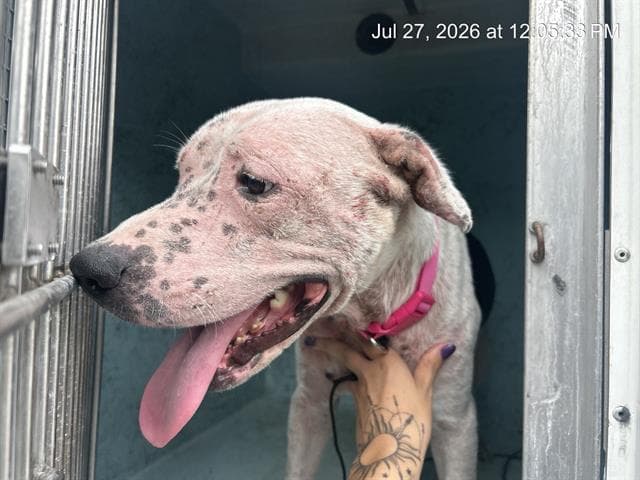 Unknown - American Pit Bull Terrier
