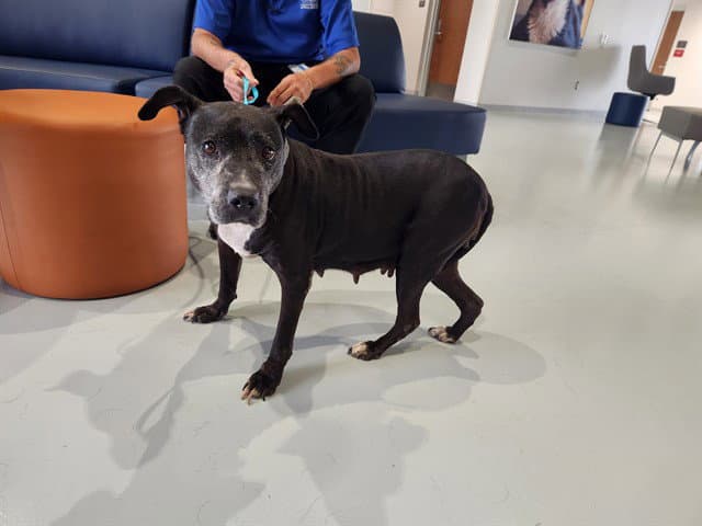 Unknown - American Pit Bull Terrier