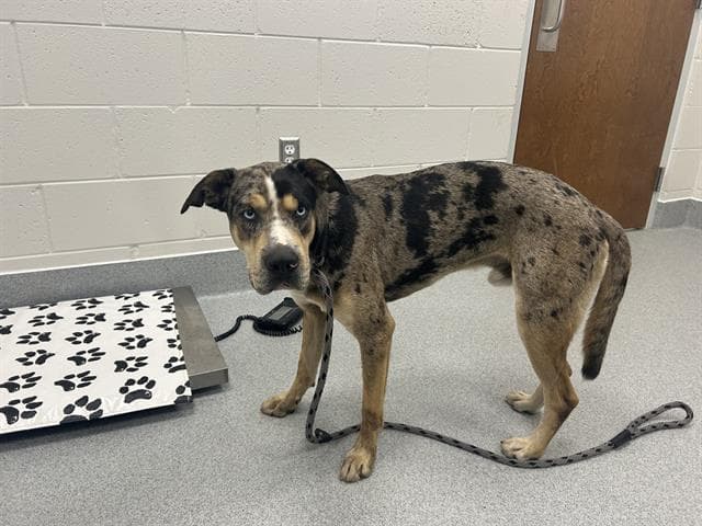 Unknown - Mastiff