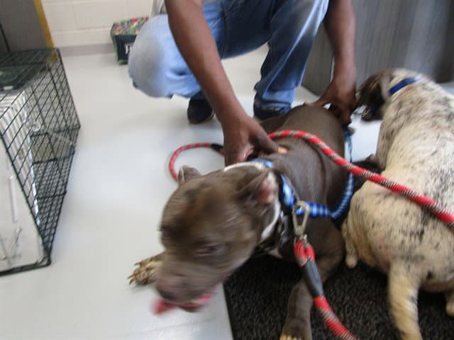 Unknown - American Pit Bull Terrier