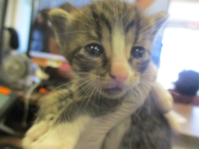 Daisy - Domestic Short Hair