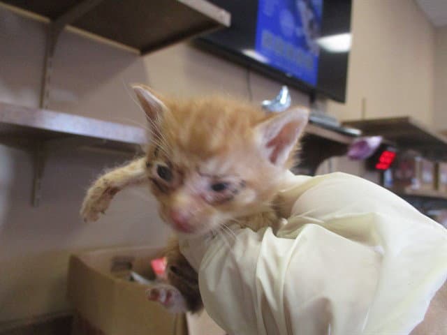 Enjin - Domestic Short Hair