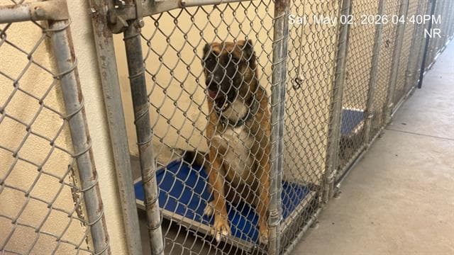 Nyla - Belgian Shepherd Malinois