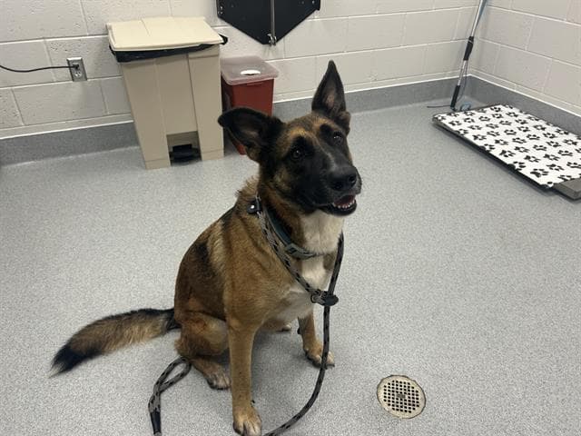 Nyla - Belgian Shepherd Malinois