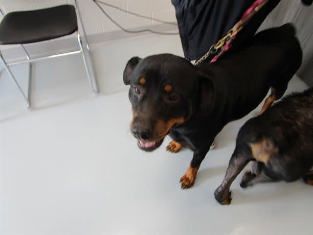 Damsel - Rottweiler