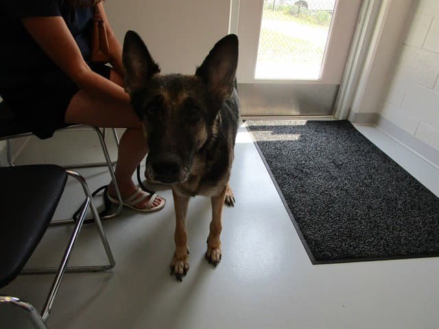 Unknown - German Shepherd Dog