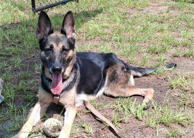 Unknown - German Shepherd Dog