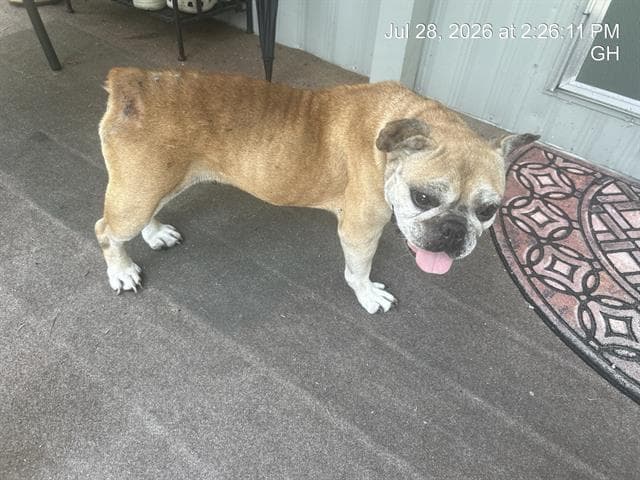 Rustybetty - French Bulldog